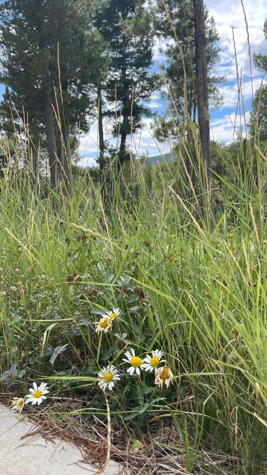 bozeman montana travel guide